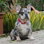 Ruby-female-french-bulldog-puppy-for-sale- (4)