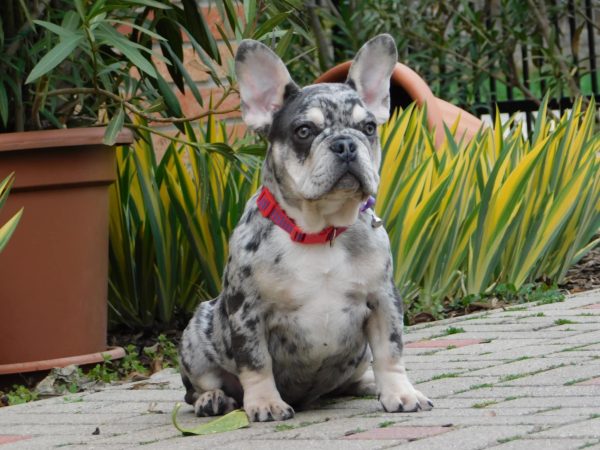 Ruby French Bulldog Ruby French Bulldog