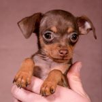 SERPEN-male-Prague-Ratter-puppy-for-sale-1