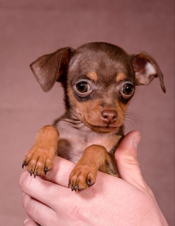 Serpen Prague Ratter