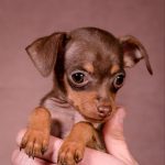 SERPEN-male-Prague-Ratter-puppy-for-sale-2