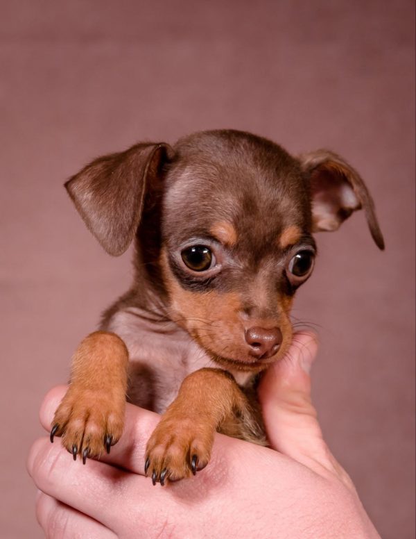 Serpen Prague Ratter