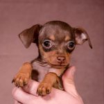 SERPEN-male-Prague-Ratter-puppy-for-sale-3