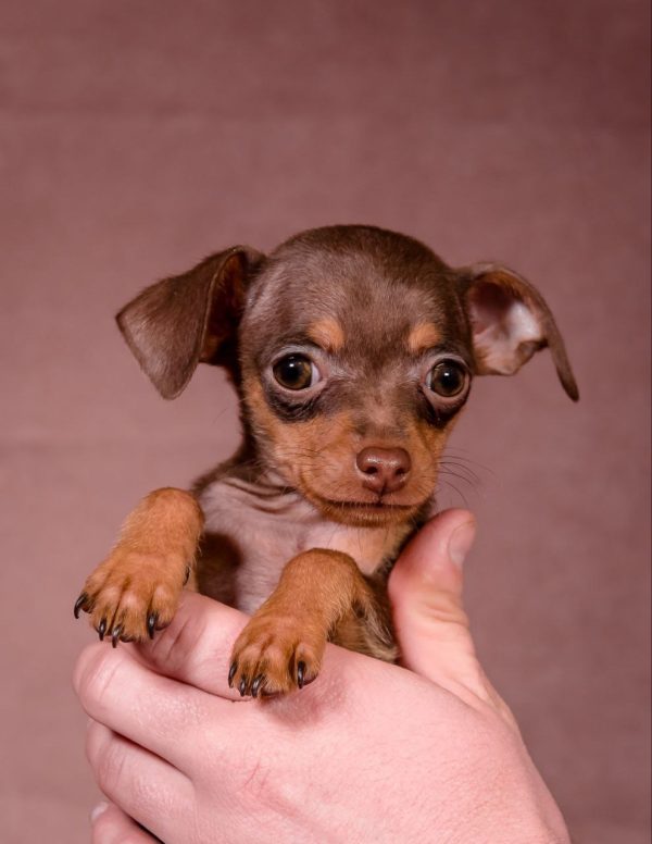 Serpen Prague Ratter