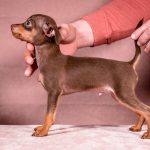 SERPEN-male-Prague-Ratter-puppy-for-sale-4