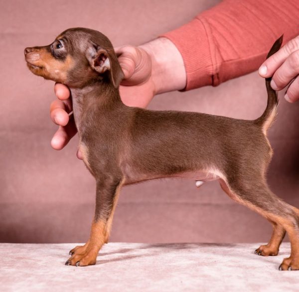 Serpen Prague Ratter