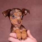 SONIK-male-Prague-Ratter-puppy-for-sale-1