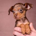 SONIK-male-Prague-Ratter-puppy-for-sale-3
