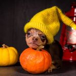 SONIK-male-Prague-Ratter-puppy-for-sale-4