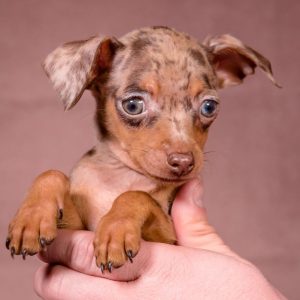 Svitanok Prague Ratter