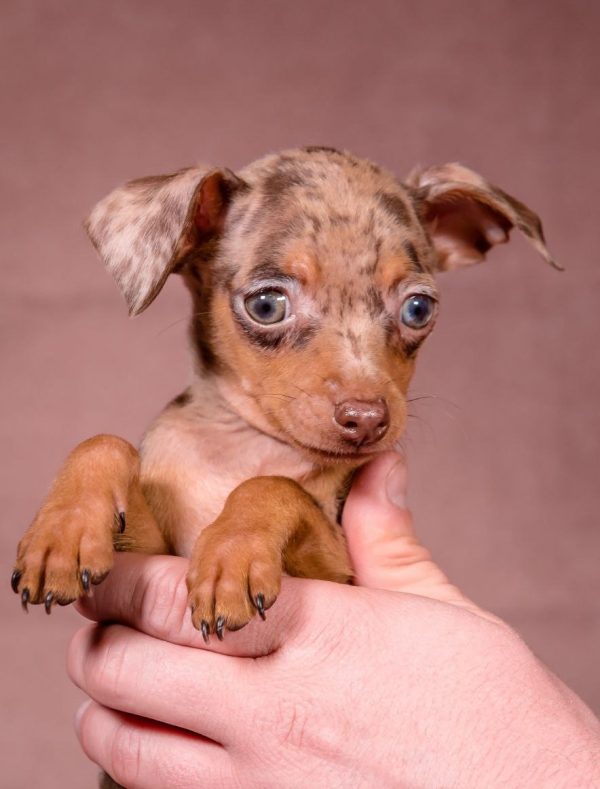 Svitanok Prague Ratter Svitanok Prague Ratter