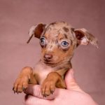 SVITANOK-male-Prague-Ratter-puppy-for-sale-2