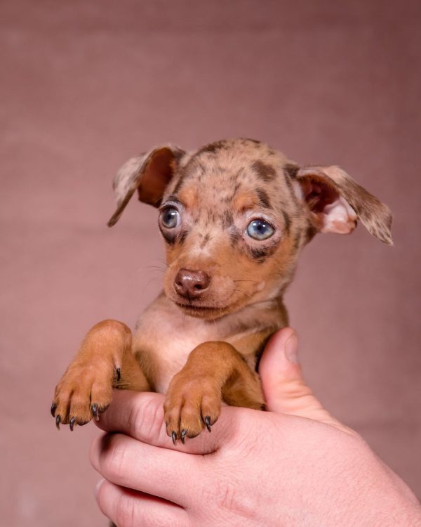 Svitanok Prague Ratter Svitanok Prague Ratter