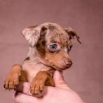SVITANOK-male-Prague-Ratter-puppy-for-sale-3