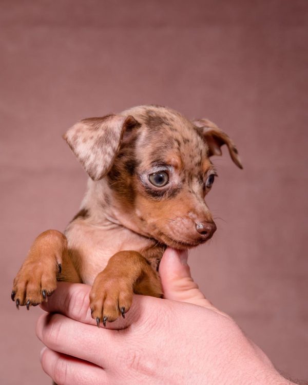 Svitanok Prague Ratter Svitanok Prague Ratter