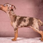 SVITANOK-male-Prague-Ratter-puppy-for-sale-4