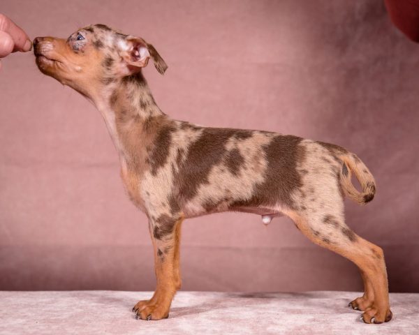 Svitanok Prague Ratter Svitanok Prague Ratter