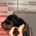 Sina-female-dobermann-puppy-for-sale-01