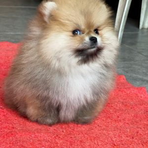 Yally Pomeranian Yally Pomeranian