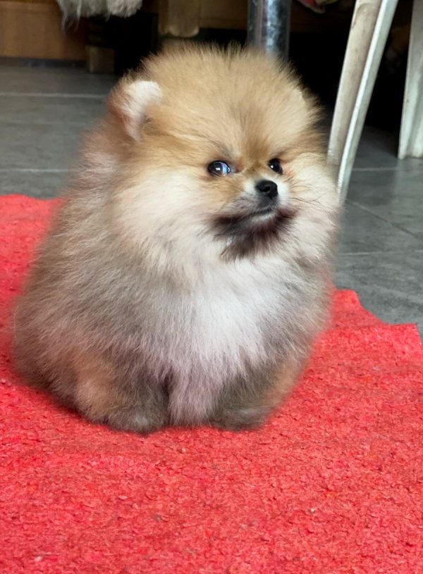 Yally Pomeranian Yally Pomeranian