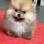 Yally-female-Pomeranian puppy-for-sale- (2)