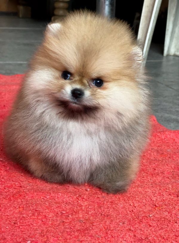 Yally Pomeranian Yally Pomeranian