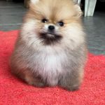 Yally-female-Pomeranian puppy-for-sale- (3)