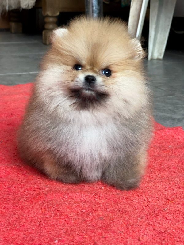 Yally Pomeranian Yally Pomeranian