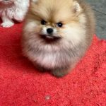 Yally-female-Pomeranian puppy-for-sale- (4)