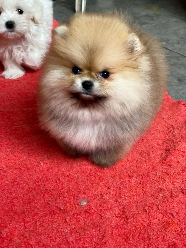 Yally Pomeranian Yally Pomeranian