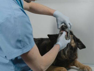 pexels-tima-miroshnichenko-6234622