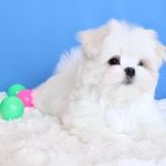 Carnival-male-Maltese-puppy-for-sale-2