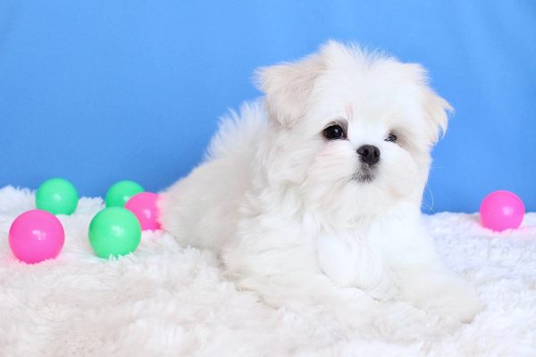 Carnival Maltese Carnival Maltese