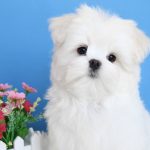 Carnival-male-Maltese-puppy-for-sale-3