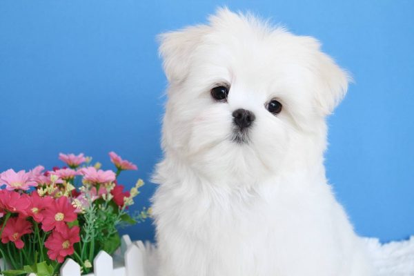 Carnival Maltese Carnival Maltese