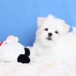 Carnival-male-Maltese-puppy-for-sale-4