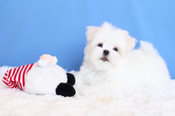 Carnival Maltese Carnival Maltese