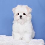 Carnival-male-Maltese-puppy-for-sale-5