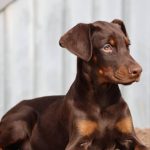 Diva Dobermann