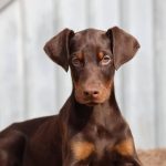 Charles-male-dobermann-puppy-for-sale-2