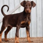 Charles-male-dobermann-puppy-for-sale-3