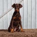 Charles-male-dobermann-puppy-for-sale-4