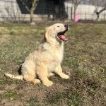 Ember-female-golden-retriever-puppy-for-sale-1
