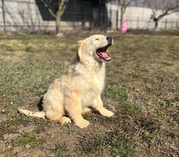 Ember Golden Retriever Ember Golden Retriever