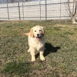 Ember-female-golden-retriever-puppy-for-sale-2