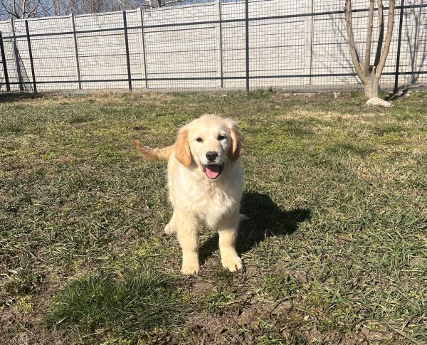 Ember Golden Retriever Ember Golden Retriever