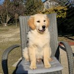 Ember-female-golden-retriever-puppy-for-sale-3