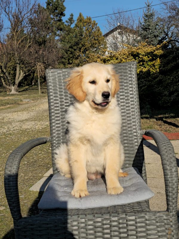 Ember Golden Retriever Ember Golden Retriever