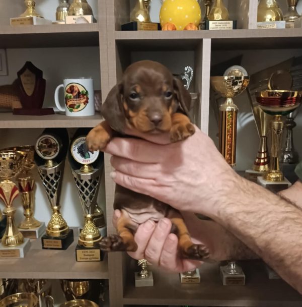 Gabby Dachshund Gabby Dachshund