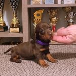 Gabby-female-Standard-dachsund-puppy-for-sale-1 (2)